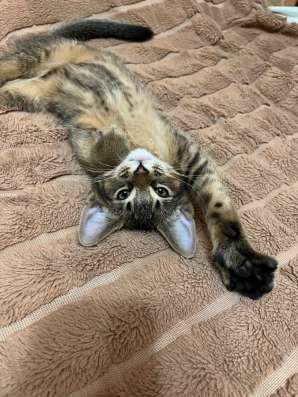 Абиссинский кот