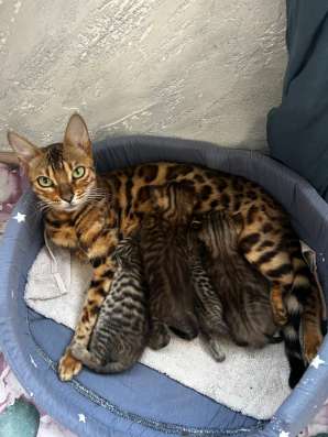 Котята бенгалы в Подольске фото 3