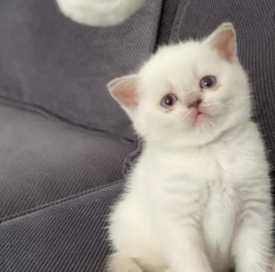 Шотландские котята фото 3