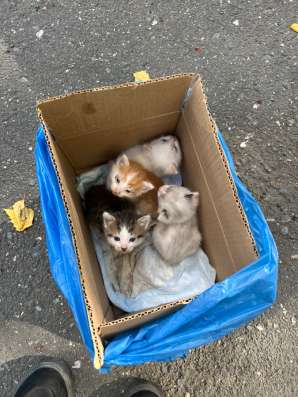 котята даром