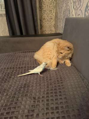 Отдам кота в хорошие руки
