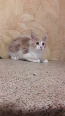 Котята мейн-кун