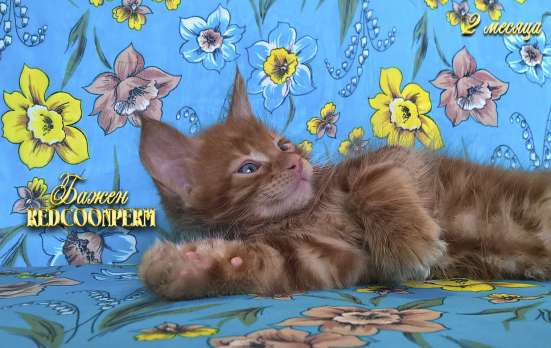 Котёнок менй кун красный солид. Шоу класс в Перми фото 17