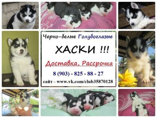 Хаски потрясающие малыши. мега очаровательные в Москве
