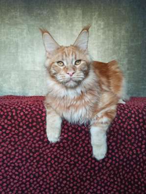 Мейн Кун. Котенок в Москве