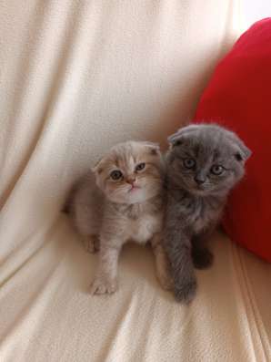 Шотландские котята фото 12