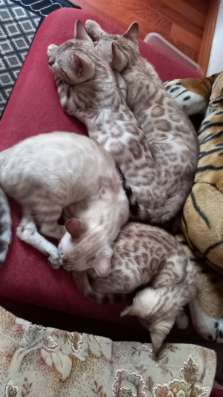 Котята бенгальские фото 7