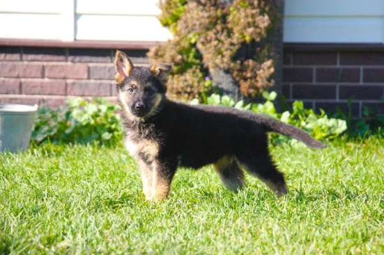 Щенки Немецкой овчарки РКФ в Домодедове