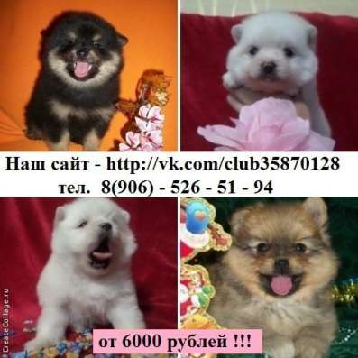 Шпицы и прекрасные миксики