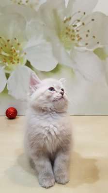 НЕВСКИЕ МАСКАРАДНЫЕ КОТЯТА в Москве фото 4