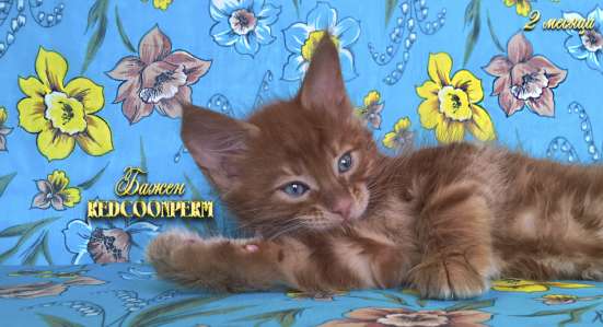 Котёнок менй кун красный солид. Шоу класс в Перми фото 15