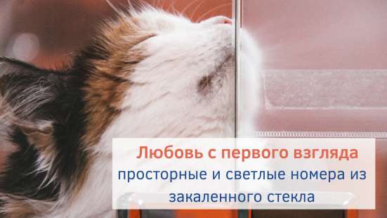 Зоогостиница BookingCat Люберцы/Жулебино в Люберцы фото 37