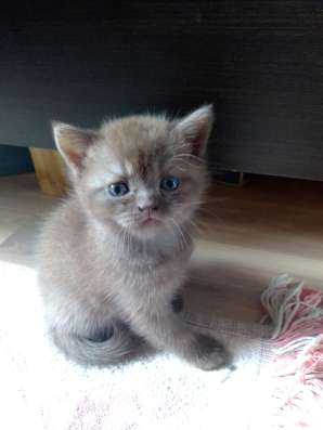 ШОТЛАНДСКИЕ КОТЯТА фото 8