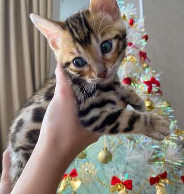 Продам бенгальских котят в Красноярске фото 4