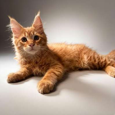 Котята Мейн Кун