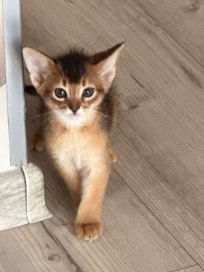 Абиссинские котята