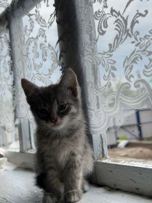Котята в Йошкар-Оле