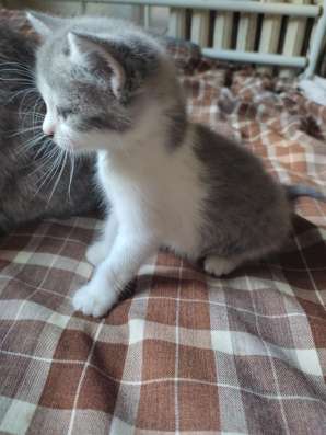 Котята в добрые руки! фото 4