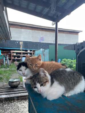 Отдаем котят в добрые руки в Одинцово фото 5