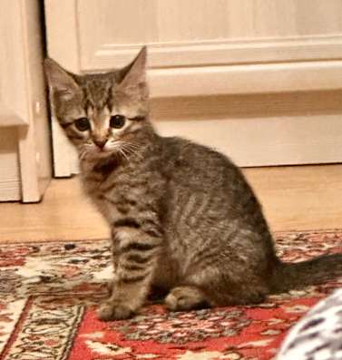 Котята