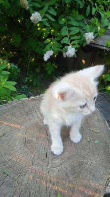 Отдам в добрые руки котят