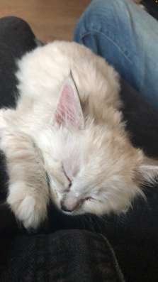 Кошка, 7 месяцев, прививки все есть