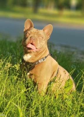 ISABELLA FRENCH BULLDOG