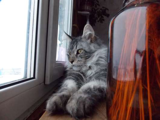 Кот породы Мейн-кун