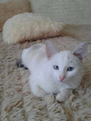 Отдам в добрые руки котенка