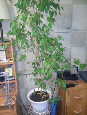 Продам фикус Бенджамина