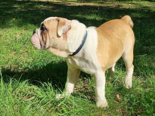 Englische Bulldogge фото 5
