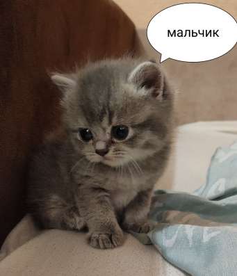 Шотландские плюшки фото 6