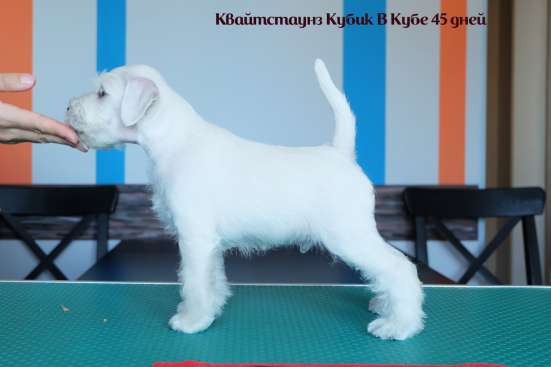 Щенки белого цвергшнауцера в Краснодаре фото 6