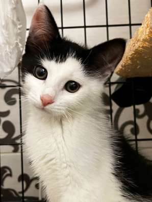 Котенок очаровашка