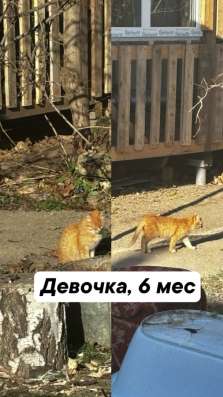 Котята бесплатно в Менделеевске фото 3