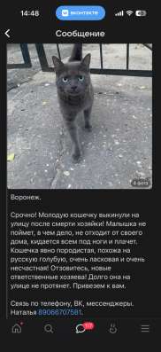Отдам кошечку в добрые руки