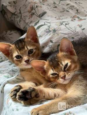 Абиссинские котята в Махачкале фото 3