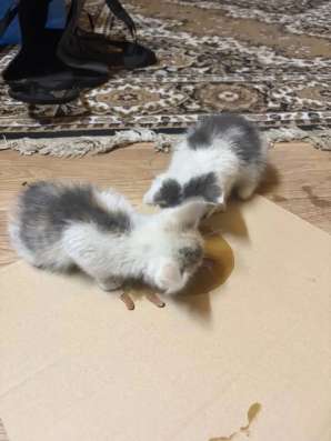 Котята