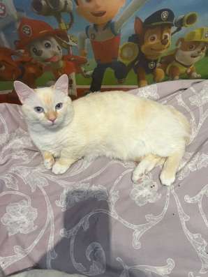 Котята манчкин в Томске фото 3