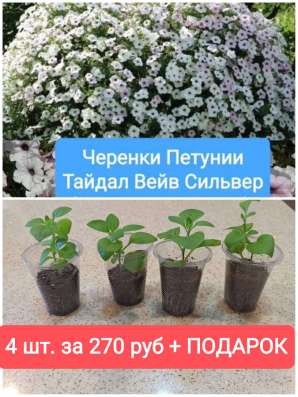 Черенки Тайдал