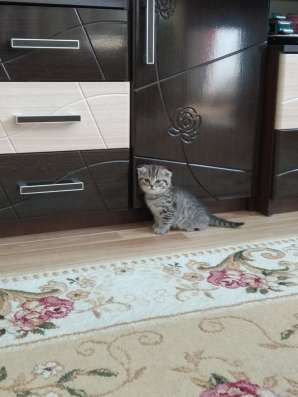 Продам шотландских котят фото 5