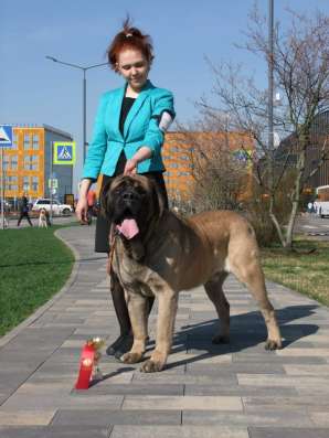 Услуги Хендлера