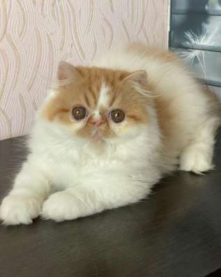 Котята Экзоты фото 5