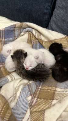 Gata con gatitos фото 6