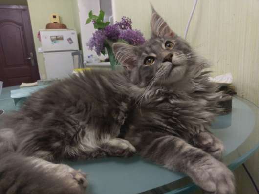 Котенок мейн кун продам