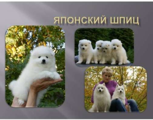 Японский шпиц, щенок девочка из питомника