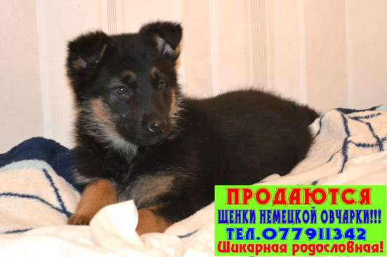Продаются щенки немецкой овчарки!!! фото 5
