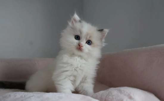 Котята Ragdoll для хорошей семьи