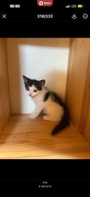 Котята 2 мальчика 1 девочка в Павловском Посаде фото 3