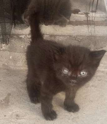 котята ищут дом в Геленджике фото 3
